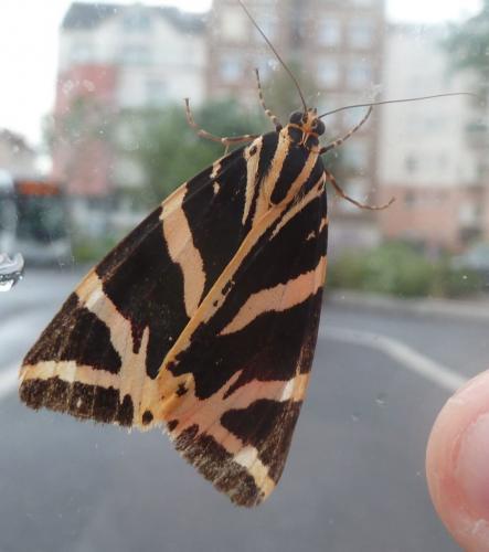 Euplagia quadripunctaria